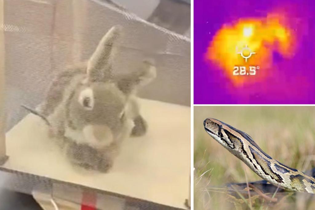 Florida deploys furry robot rabbits to fight invasive Burmese python overpopulation