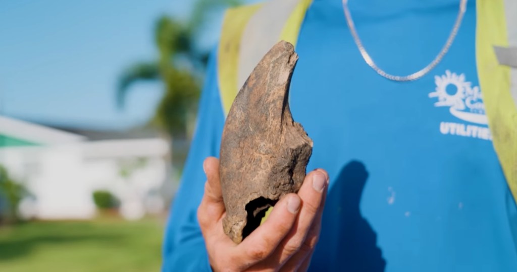 Person holding a piece of bone.