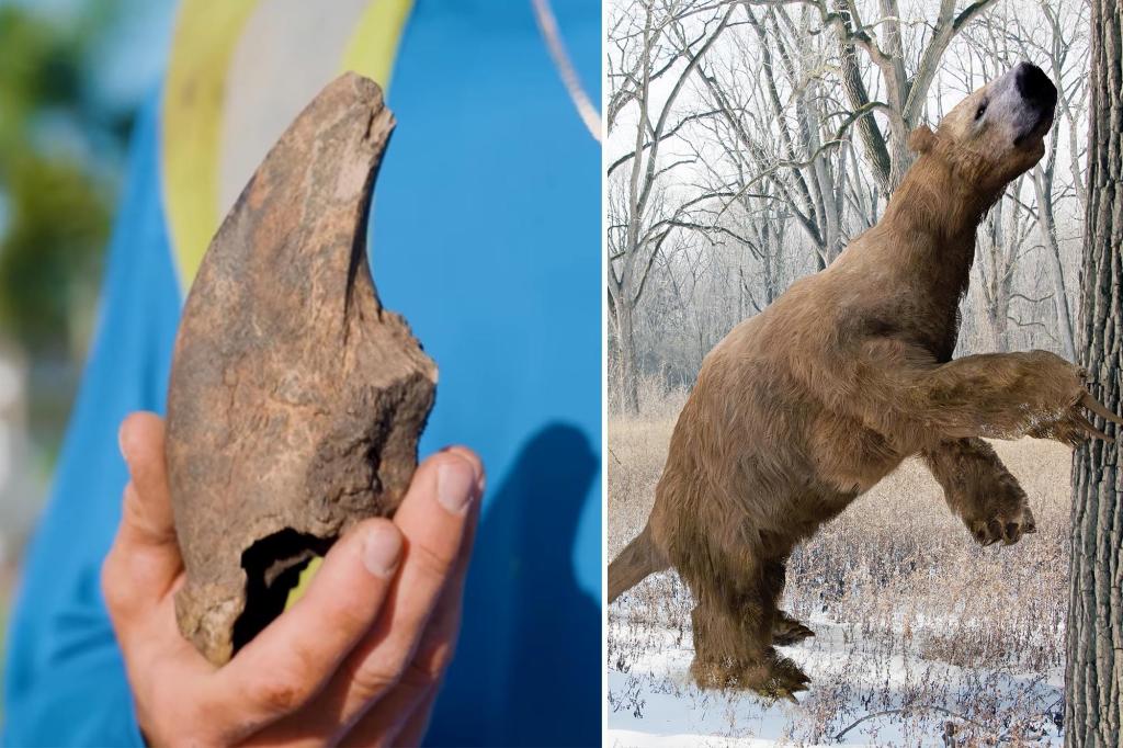 Florida utility crew accidentally unearths massive claw belonging to 11,000-year-old giant ground sloth named by Thomas Jefferson