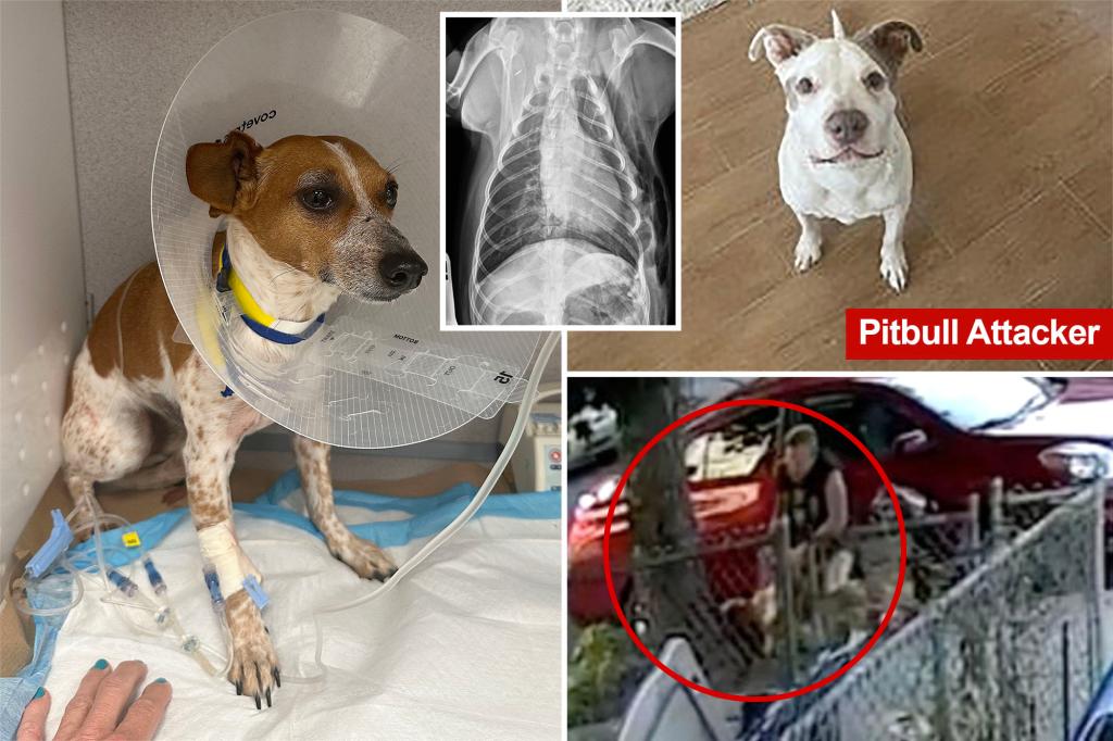 Gruesome video captures NYC pit bull mauling Percy the Jack Russell: ‘So much pain’