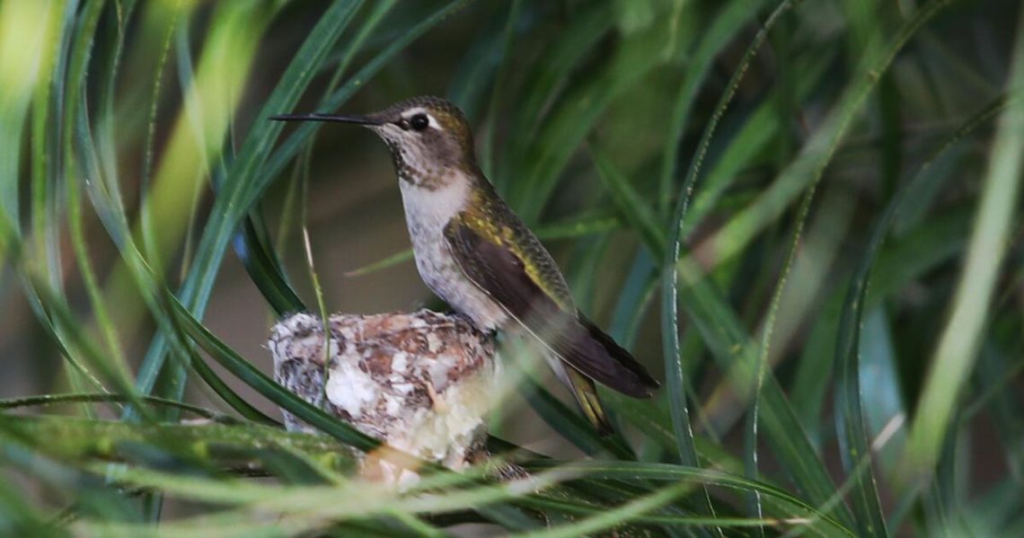 Hardcore birders and casual sparrow spotters: Science needs you