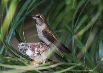 Hardcore birders and casual sparrow spotters: Science needs you