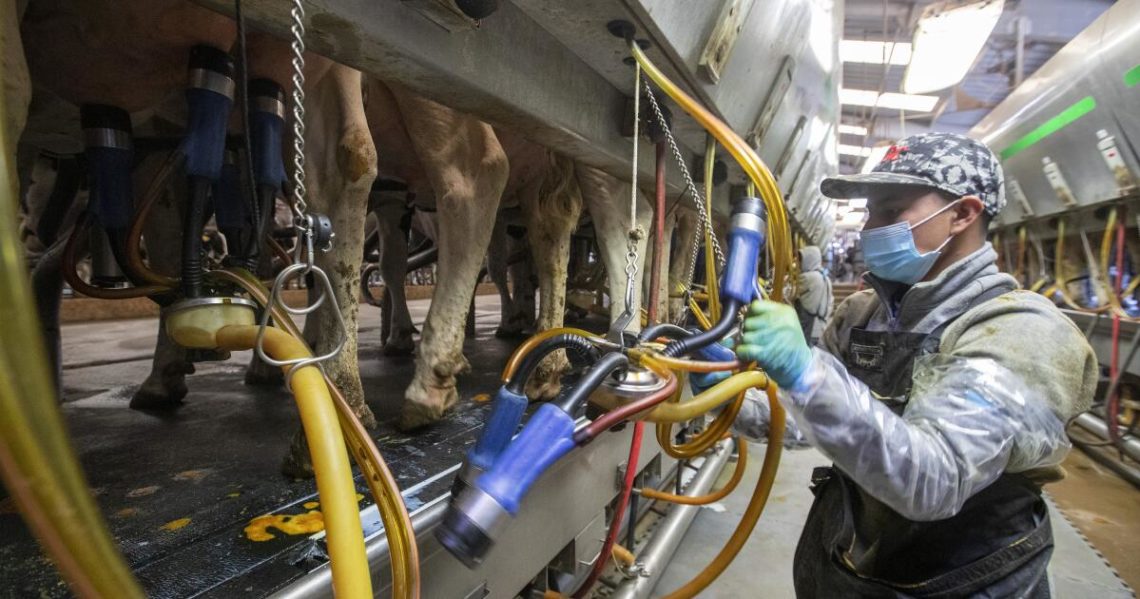 Immigration crackdown could stymie efforts to fight bird flu outbreak, experts fear