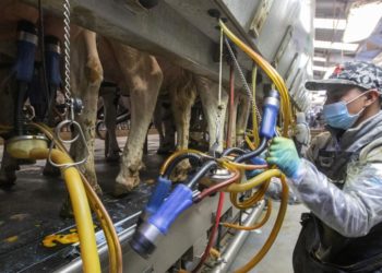 Immigration crackdown could stymie efforts to fight bird flu outbreak, experts fear