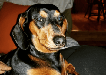 Is Your Dog Judging You? Science Has an Answer.