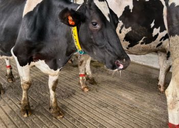 It’s moo-ving day for dairy cattle at Michigan State University