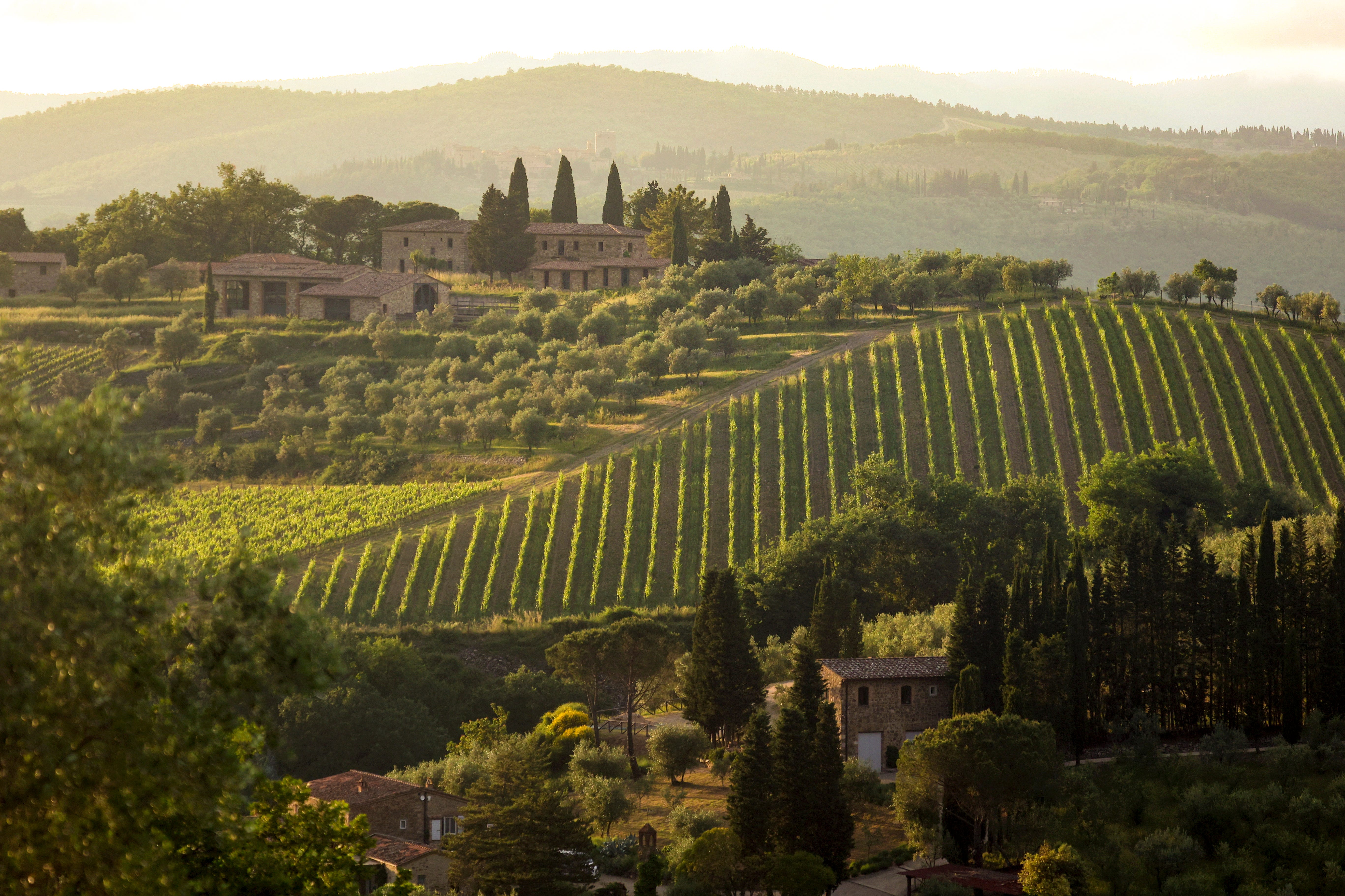 Landscape with vinyards and cypress trees in Chianti region in Tuscany, Italy.