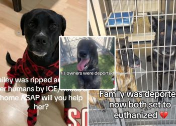 Leaving the Dogs, Leaving the Cats: The Pets Detained Migrants Can’t Take