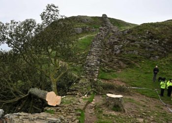 Men Who Felled Sycamore Gap Tree Are Given Prison Sentences in U.K.