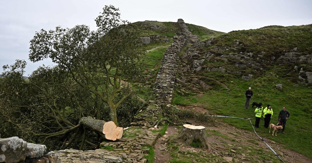 Men Who Felled Sycamore Gap Tree Are Given Prison Sentences in U.K.
