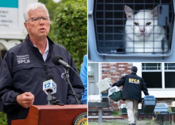 Nassau County animal hoarders, owners who leave pets in hot cars could end up in  jail under newly passed bill