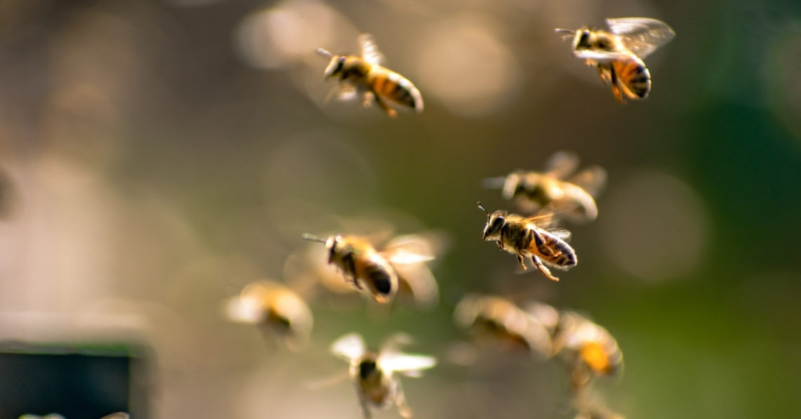 New Cyborg Bees Operate Like RC Cars Thanks to Tiny Brain Controllers