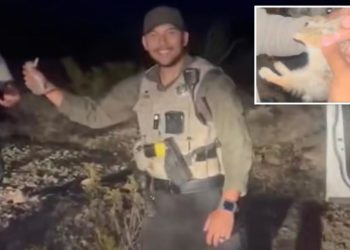 New Mexico cop threatened colleague with Taser, bashed bunny to death