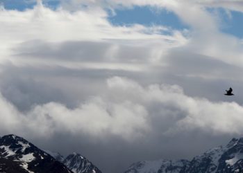 Officials search for bear that attacked a woman hiking on a popular Alaska trail