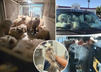 Over 100 cats found sweltering in California van; owner arrested on cruelty charges