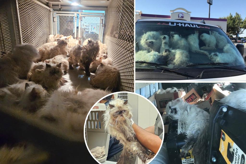 Over 100 cats found sweltering in California van; owner arrested on cruelty charges