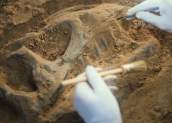 Scientists discovered a mystery dog-sized dinosaur in Colorado