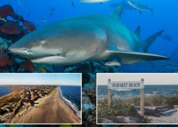 Shark bites beach fisherman who dragged thrashing predator back to water after catch