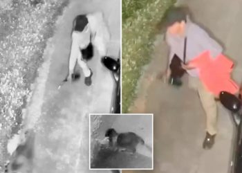 Sicko filmed chasing racoon and trying to light it on fire with a blowtorch