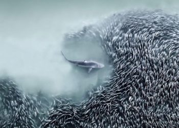 Stunning images from the 2025 International Aerial Photographer of the Year contest