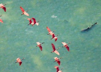 Stunning photo of pink spoonbills soaring over a shark wins photo prize