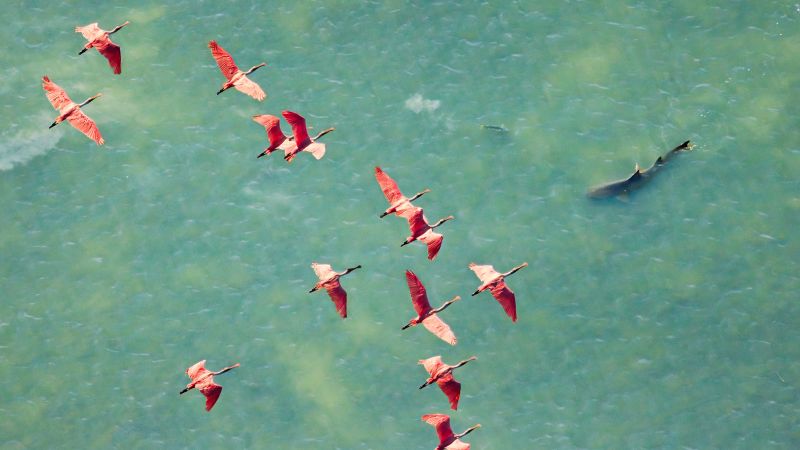 Stunning photo of pink spoonbills soaring over a shark wins photo prize