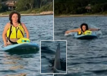 Terrified Massachusetts paddleboarders capture close encounter with great white shark off Cape Cod beach: ‘We got to go’