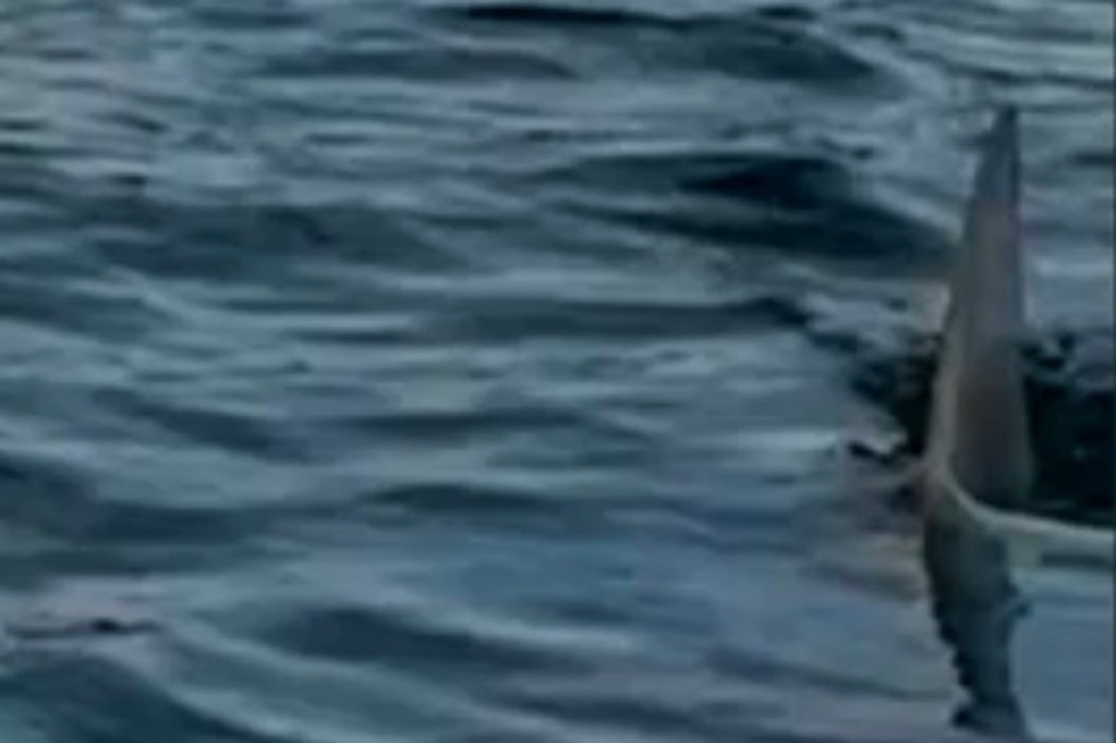 Great white shark fin in the water.