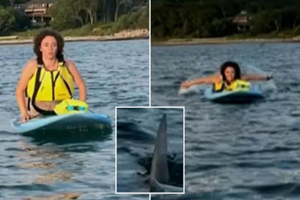 Terrified Massachusetts paddleboarders capture close encounter with great white shark off Cape Cod beach: ‘We got to go’