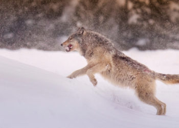 The Return of Yellowstone’s Wolves Set off a Stunning Chain Reaction