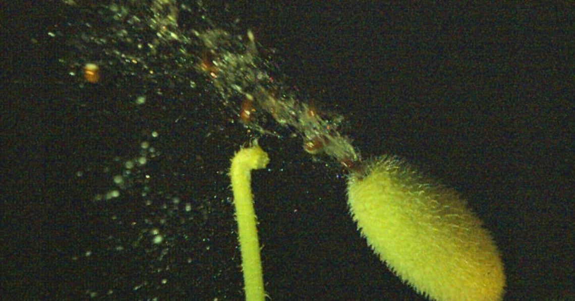 The Squirting Cucumber Can Launch Its Seeds 40 Feet and 30 MPH