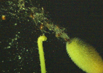 The Squirting Cucumber Can Launch Its Seeds 40 Feet and 30 MPH