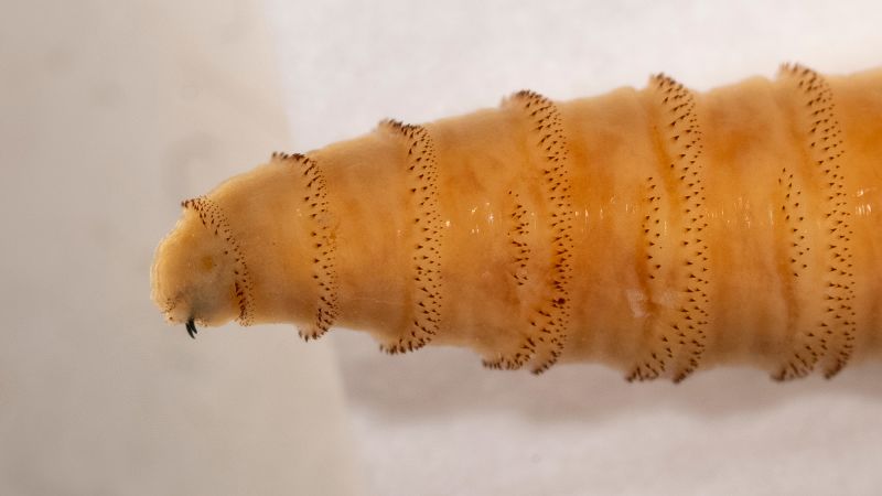 The US has a plan to breed millions of flies and drop them from planes. Here’s why