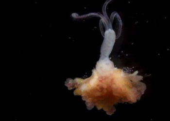These Bone-Eating Worms Have Been Haunting the Ocean for 100 Million Years