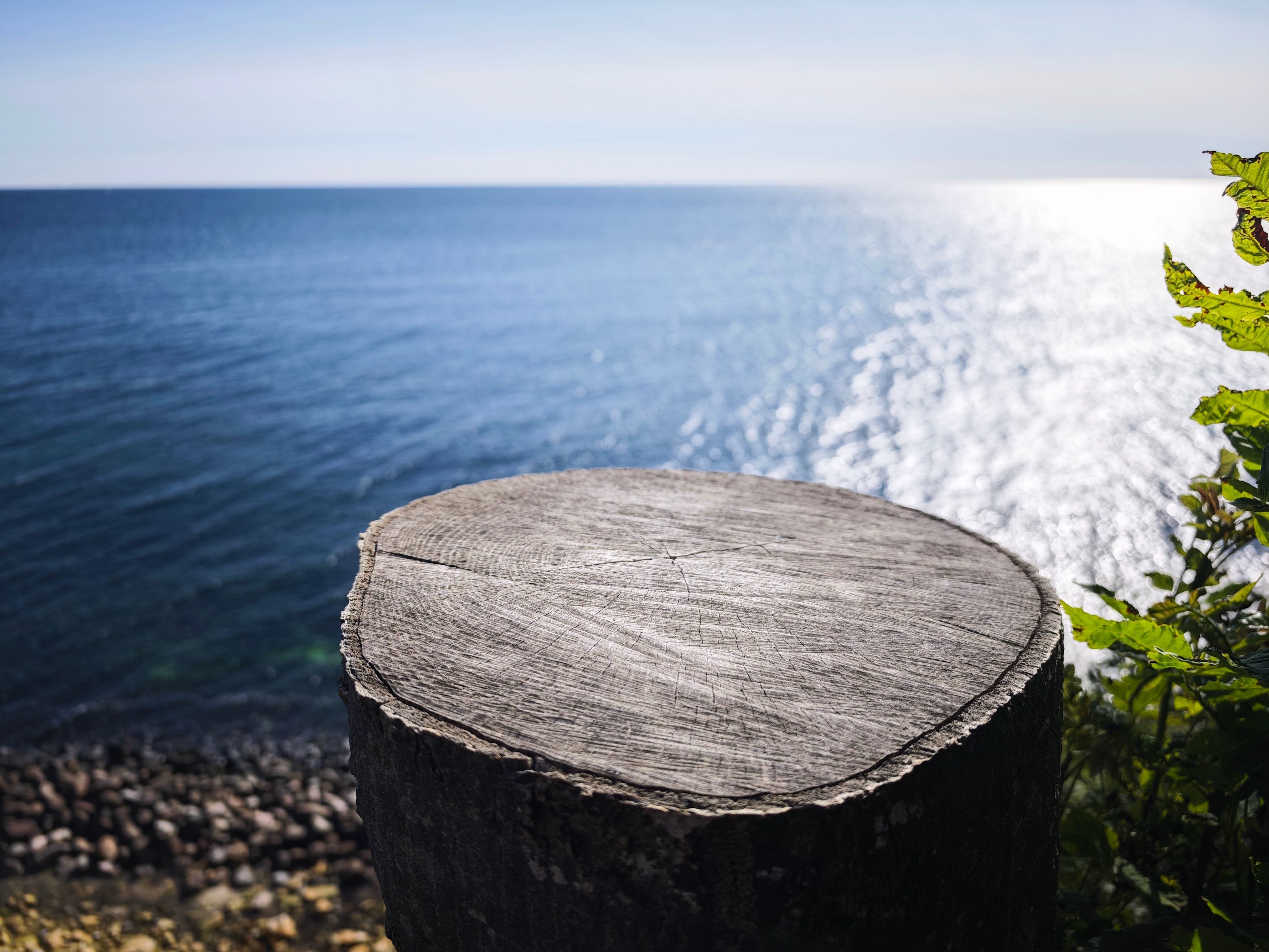 A tree stump in front of the ocean