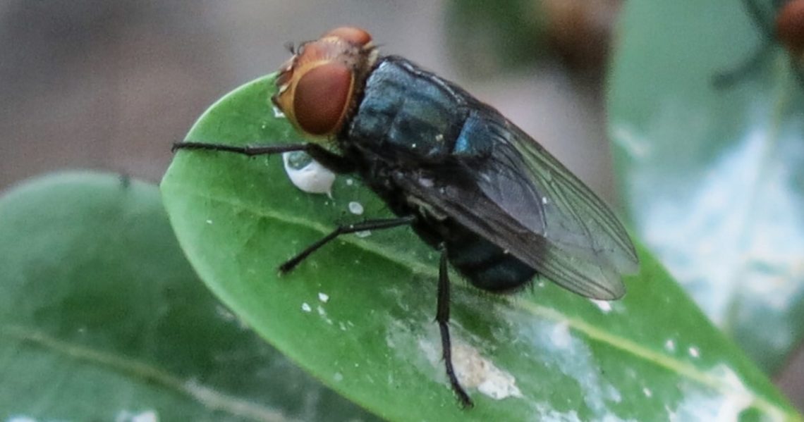 U.S. plans to begin breeding billions of flies to fight a pest
