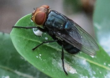 U.S. plans to begin breeding billions of flies to fight a pest