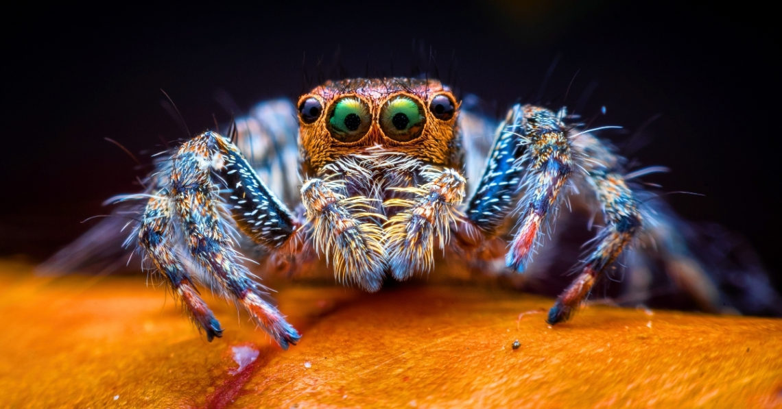 Was This Ancient Sea Bug the Blueprint for Every Spider Ever?