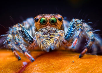 Was This Ancient Sea Bug the Blueprint for Every Spider Ever?