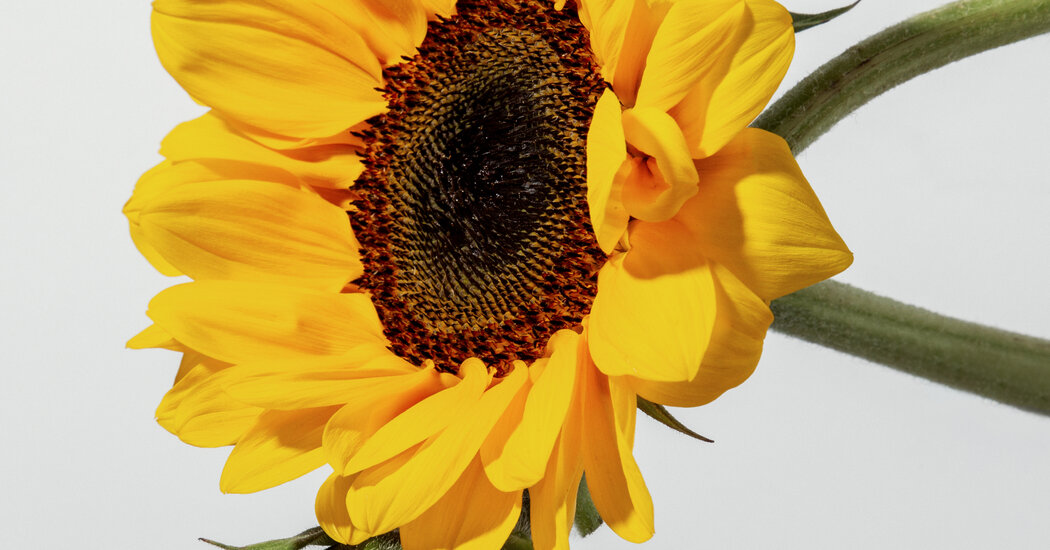 What are the Health Benefits of Sunshine?