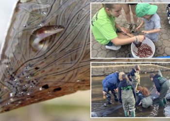 Young volunteers net thousands of teeny, nearly invisible eels in NYC to aid science