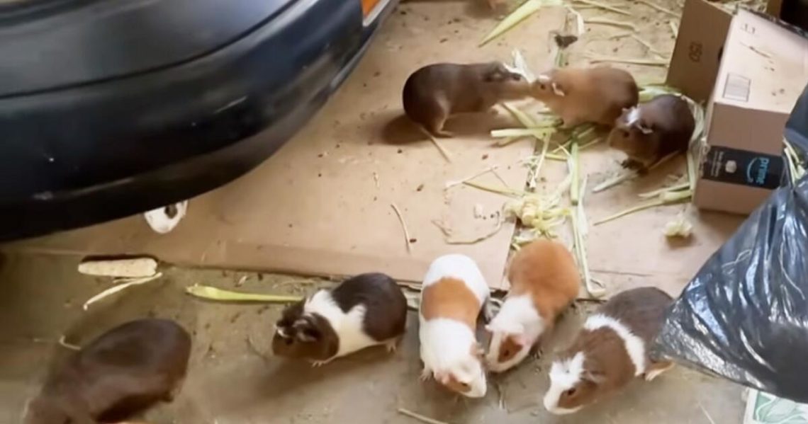 ‘Distressing and alarming.’ More than 400 guinea pigs found at a South Los Angeles home