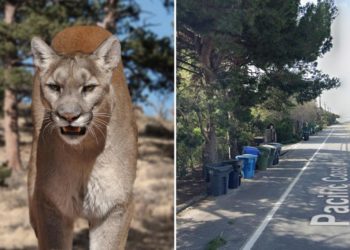 11-year-old girl attacked by mountain lion outside Malibu home