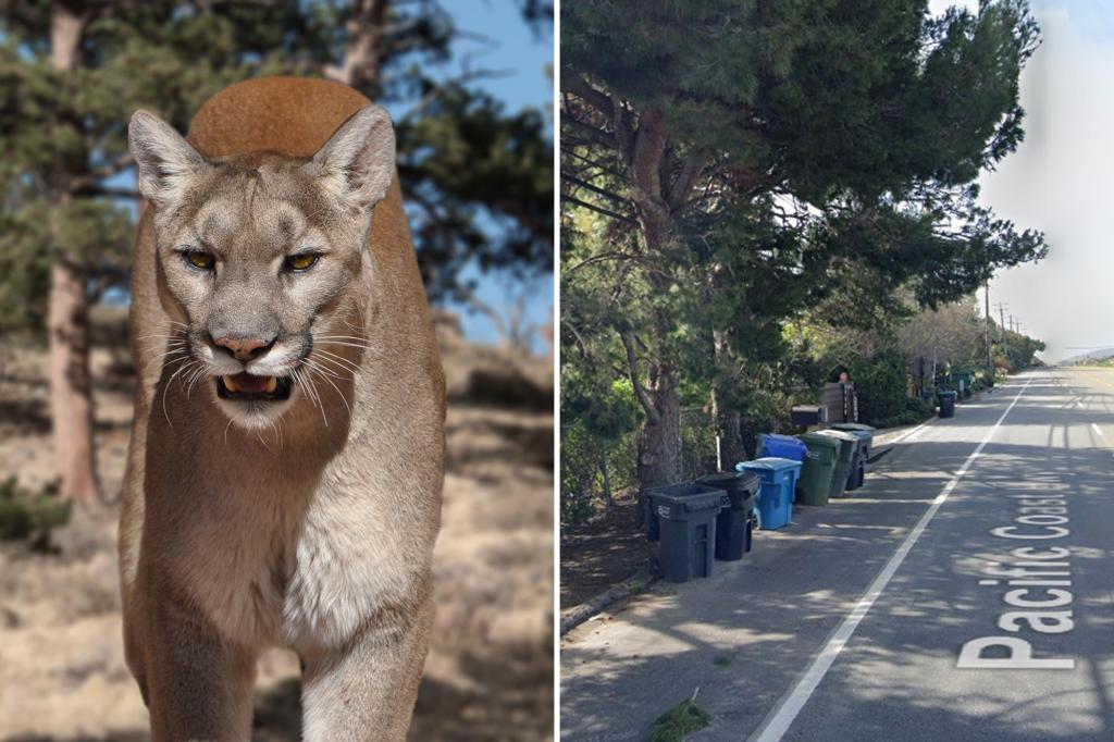 11-year-old girl attacked by mountain lion outside Malibu home