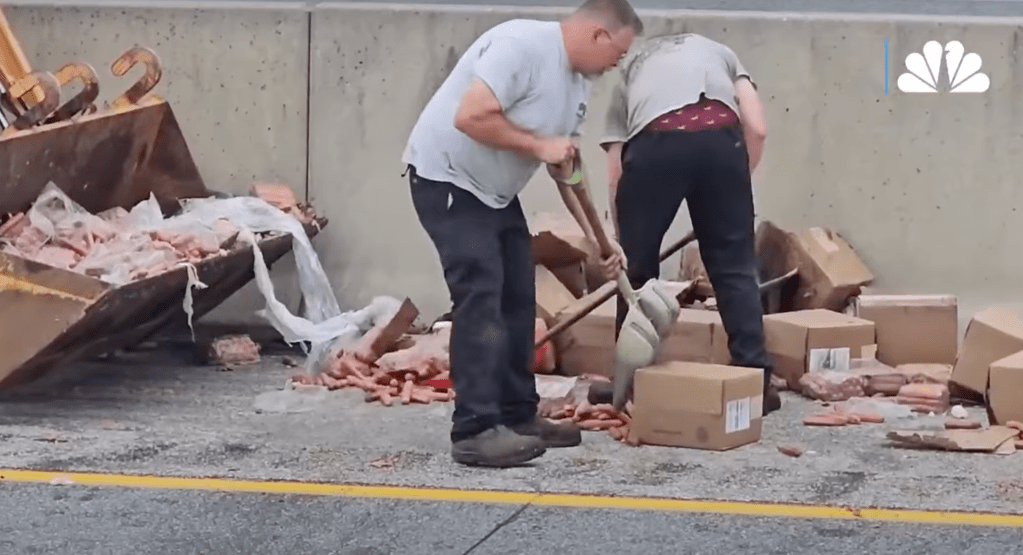 Two men cleaning up spilled sausages from a truck accident.