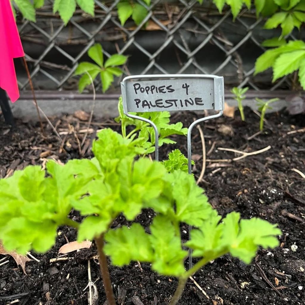sign in the garden which says poppies 4 palestine