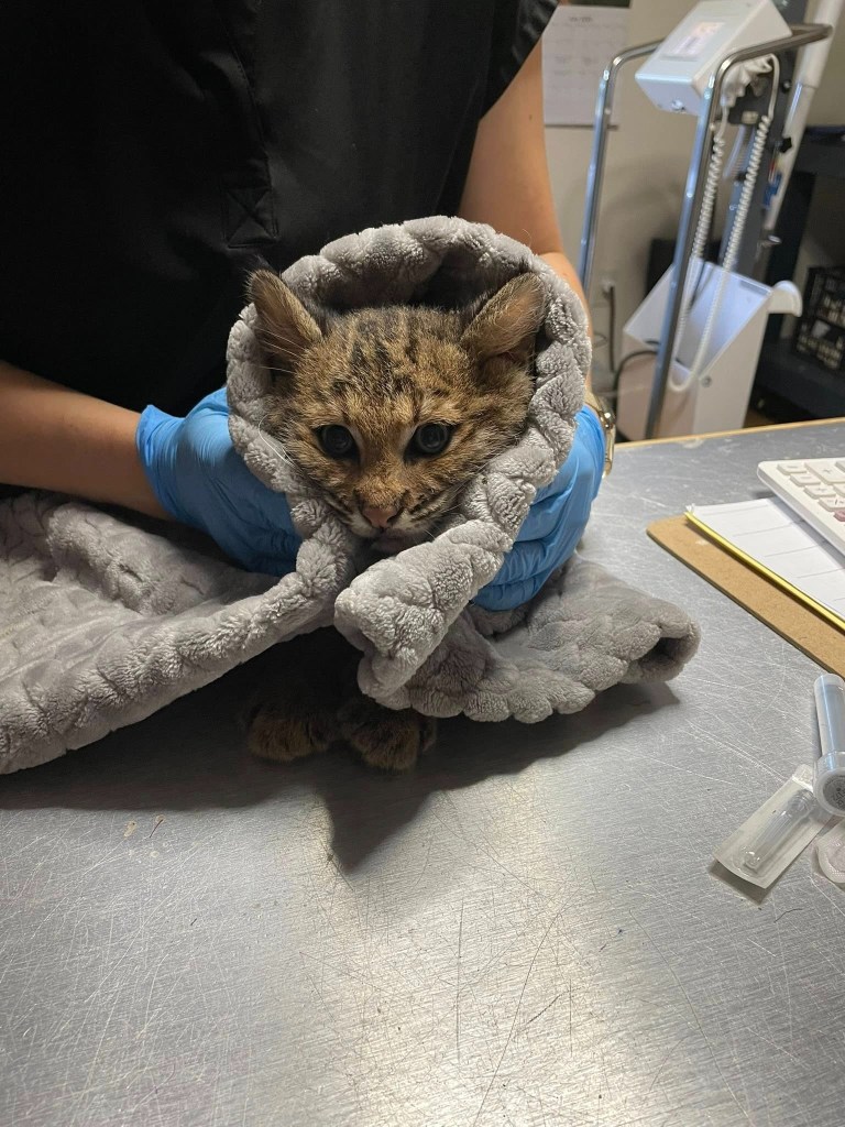 Bobcat kitten wrapped in a gray blanket.