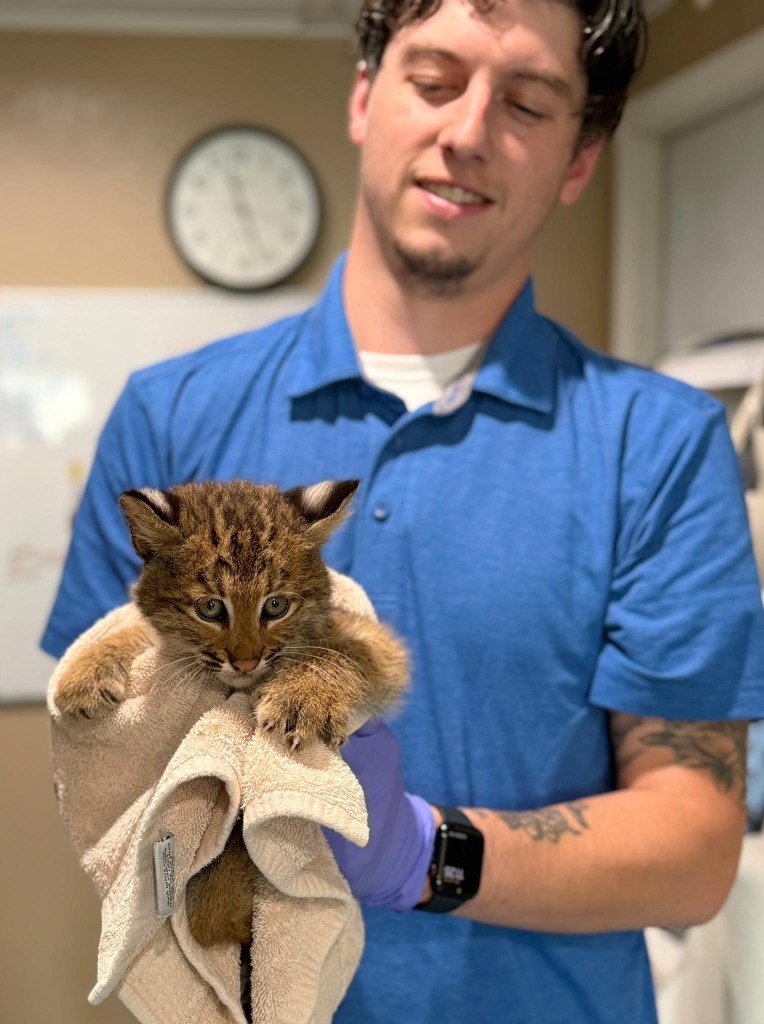 A person holding a bobcat kitten wrapped in a towel.