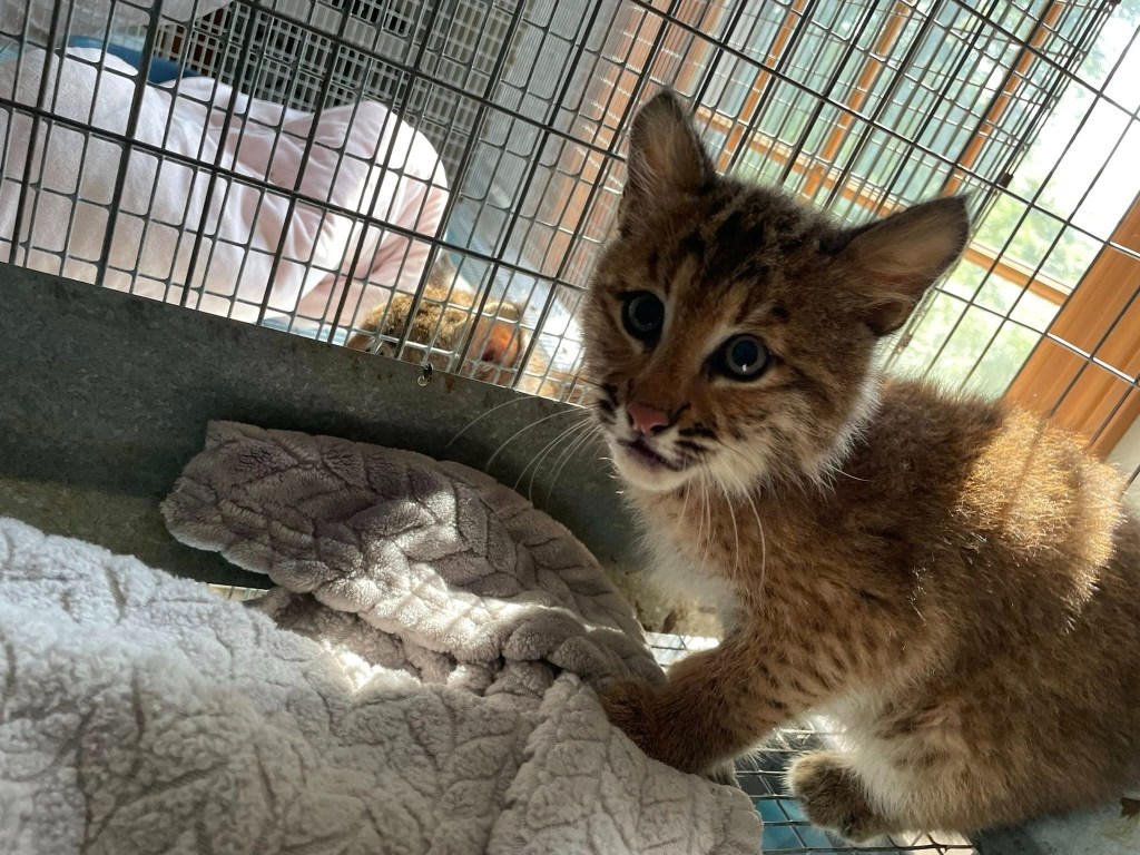 Bobcat kitten in a cage.