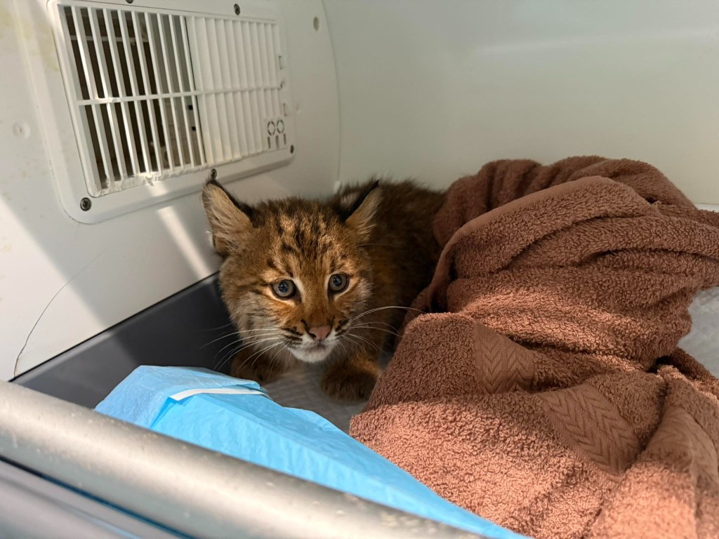 A bobcat kitten in a box, recovering from suspected rat poisoning.